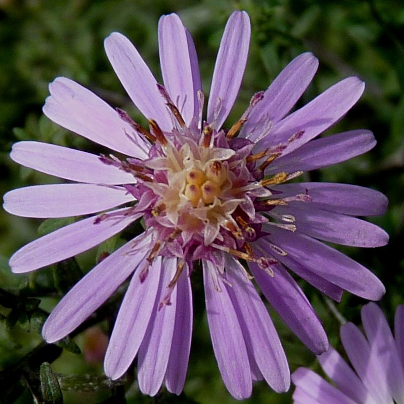 Aster lateriflorus Coombe Fishacre - Herbstaster (Blüte)