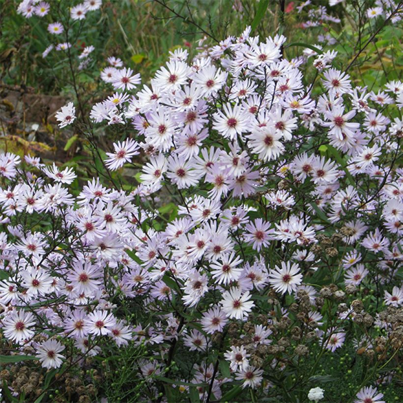 Aster Le Vasterival (Blüte)