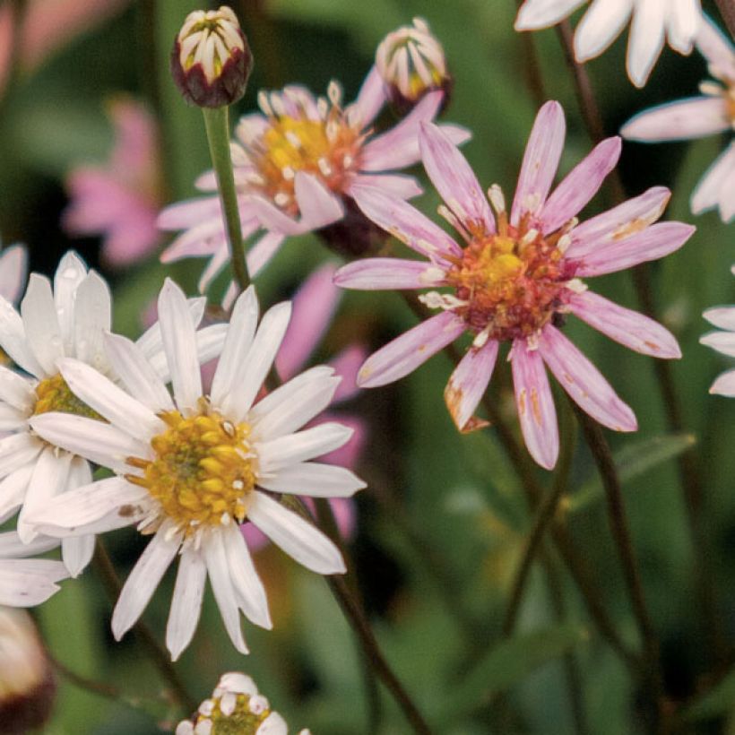 Aster rugulosus Asrugo (Blüte)