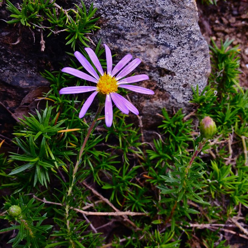 Aster linariifolius (Blüte)