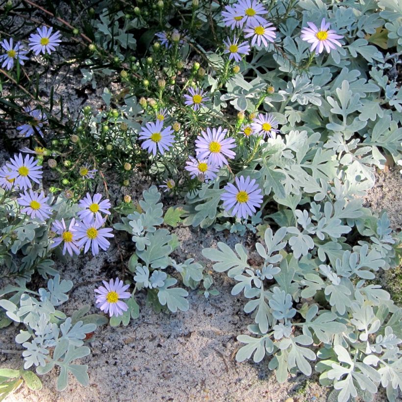 Aster linariifolius (Hafen)