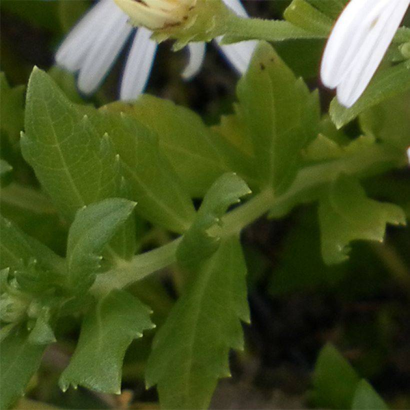 Aster ageratoides Ashvi - Ageratum-ähnliche Aster (Laub)