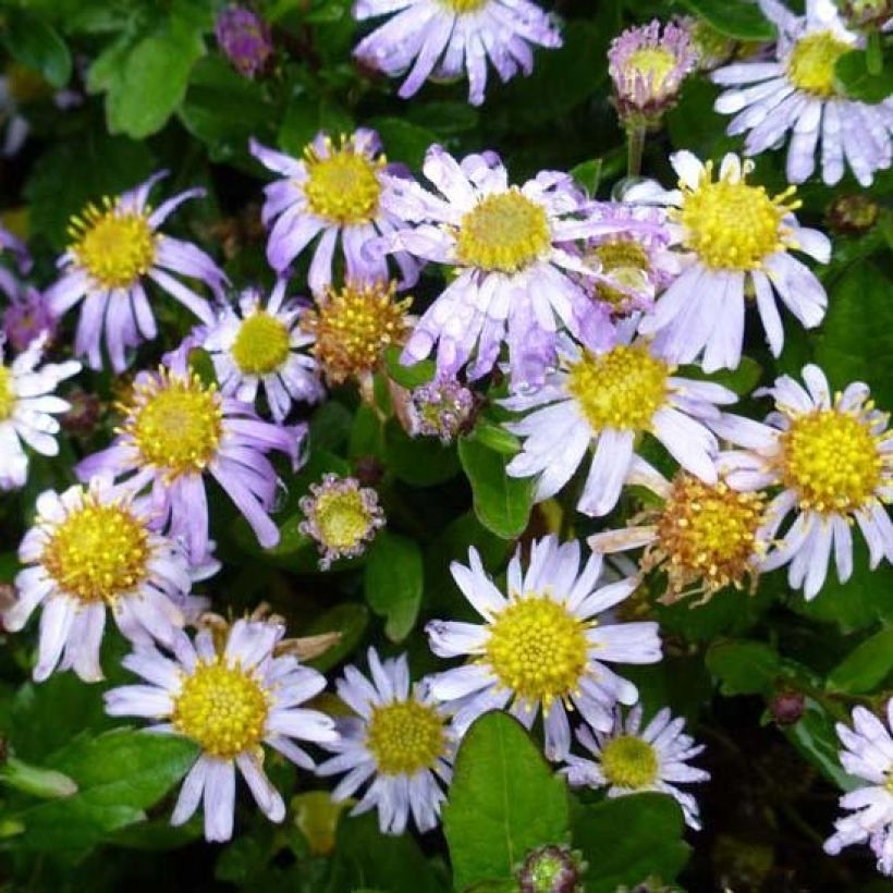 Aster ageratoides Asmoe - Ageratum-ähnliche Aster (Blüte)