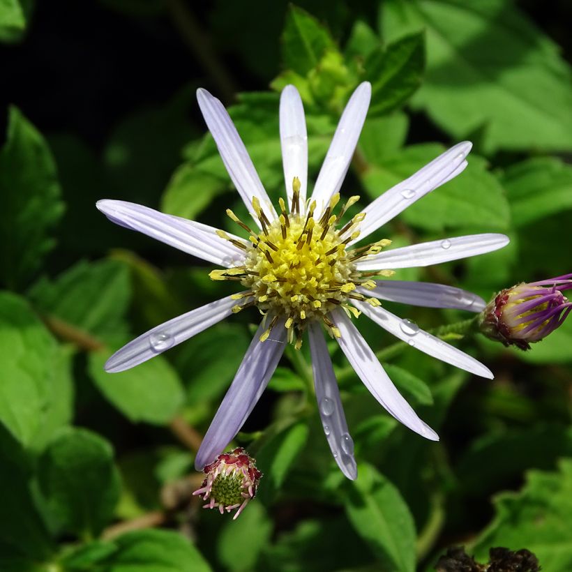 Aster ageratoides Asran - Ageratum-ähnliche Aster (Blüte)