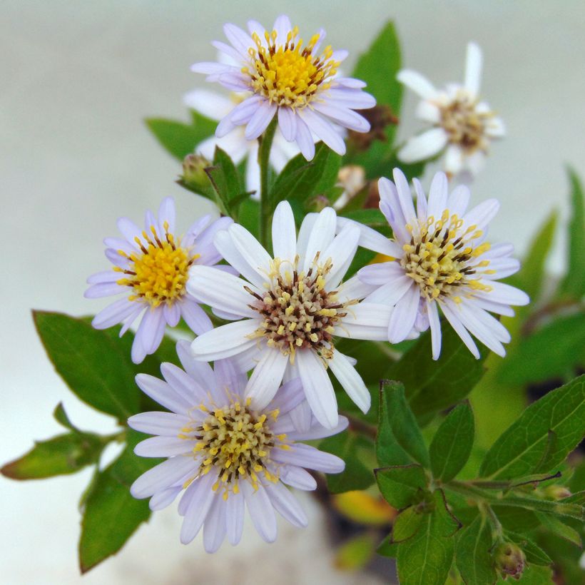 Aster ageratoides Stardust - Ageratum-ähnliche Aster (Blüte)