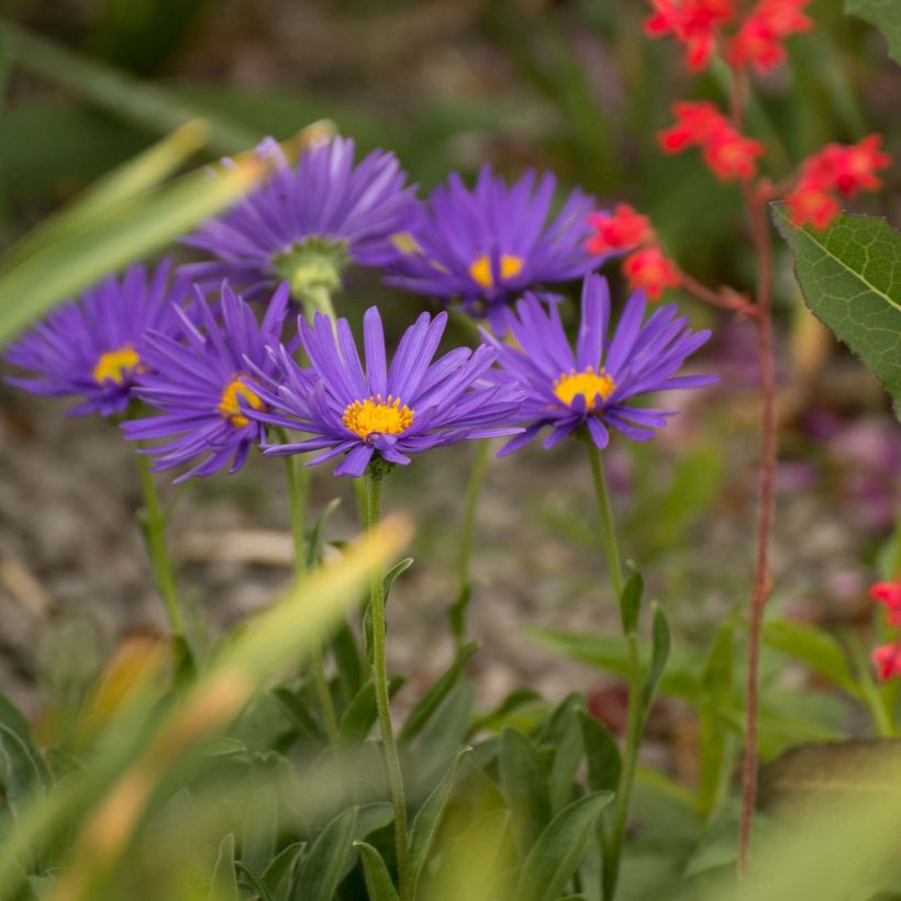 Aster alpinus Blue Beauty - Alpen-Aster (Hafen)