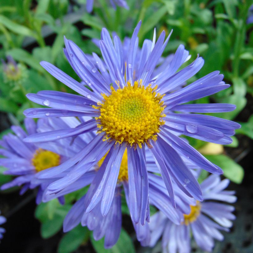 Aster alpinus Dunkle Schöne - Alpen-Aster (Blüte)