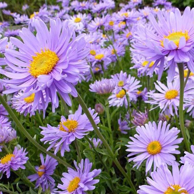 Aster alpinus Goliath - Alpen-Aster (Blüte)