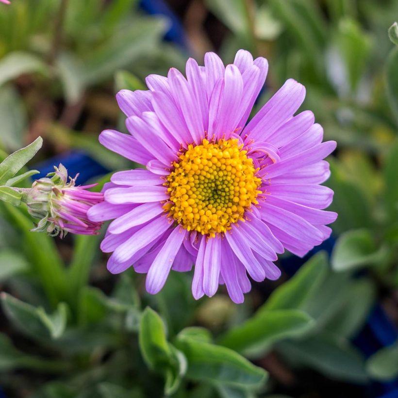 Aster alpinus Happy End - Alpen-Aster (Blüte)