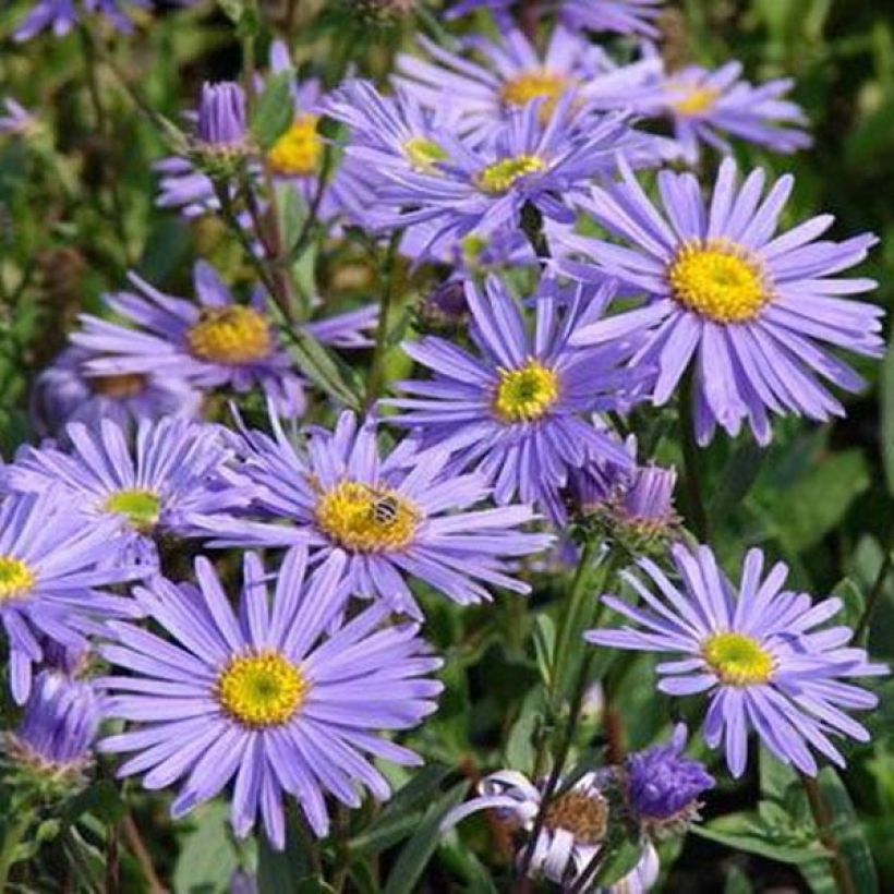 Aster amellus Dr Otto Petschek - Berg-Aster (Blüte)