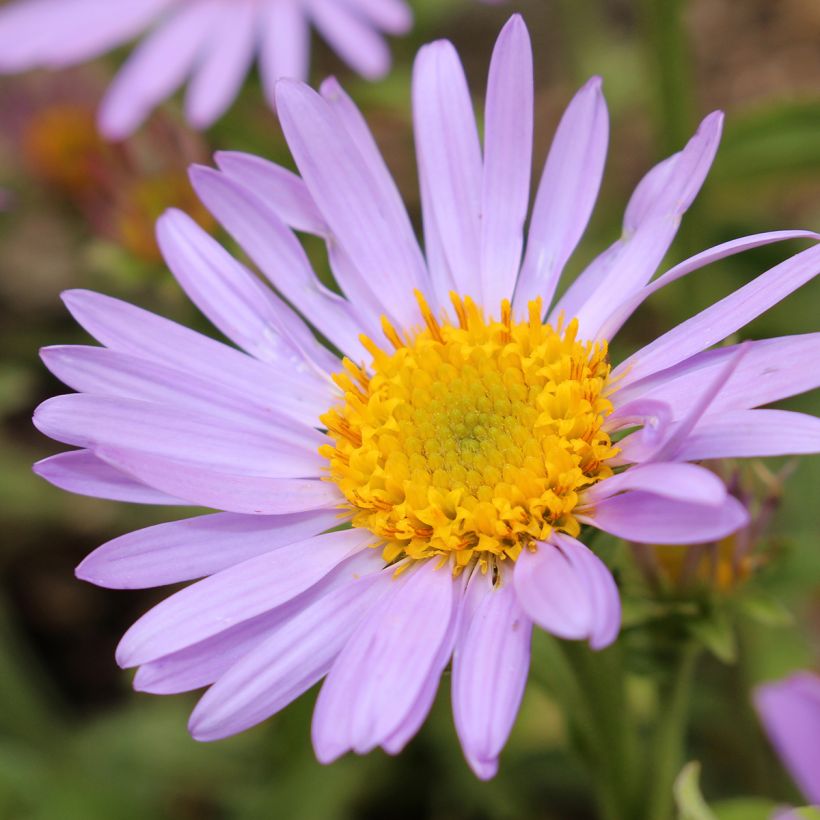 Aster amellus Peach Blossom - Berg-Aster (Blüte)