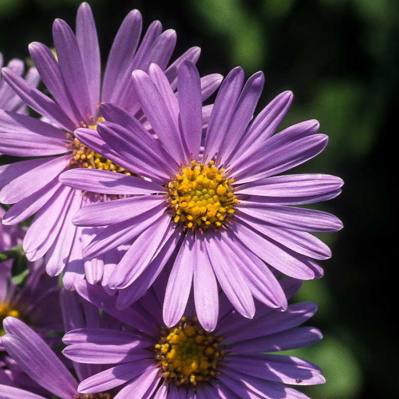 Aster amellus Rudolf Goethe - Berg-Aster (Blüte)