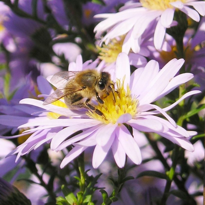 Aster amellus September Glow - Berg-Aster (Blüte)