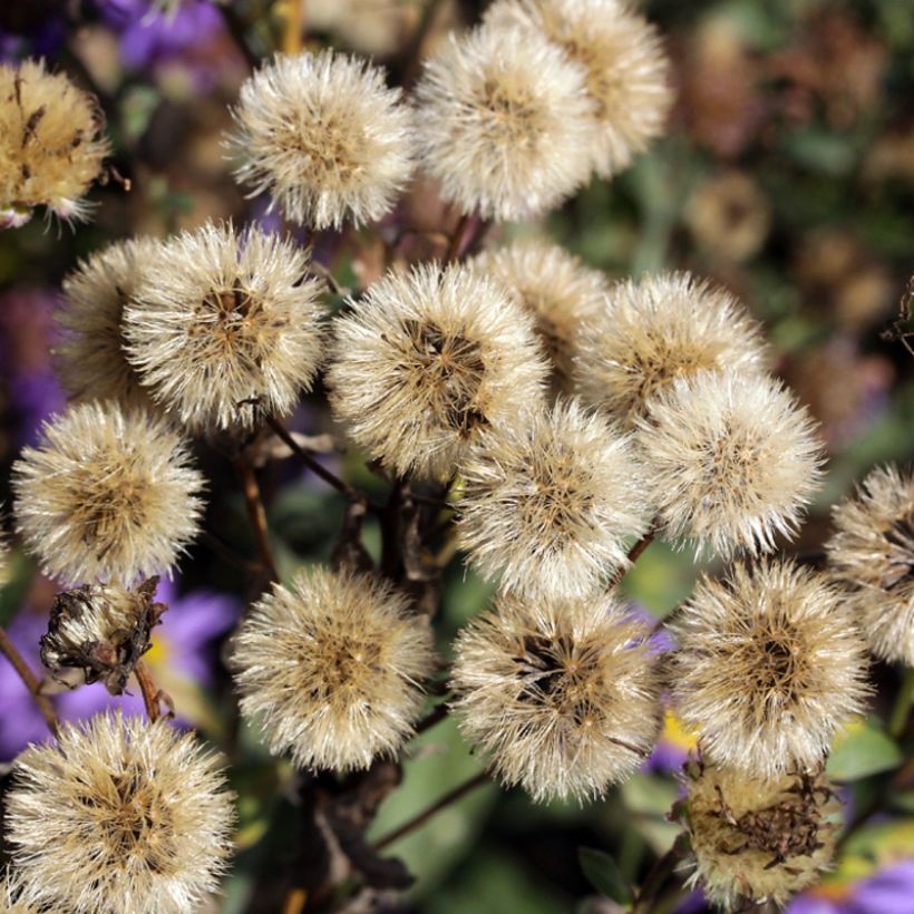 Aster amellus September Glow - Berg-Aster (Ernte)