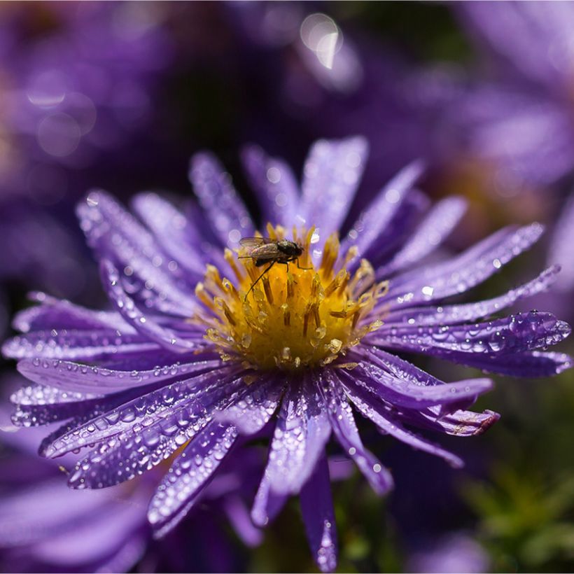 Aster azureus - Azur-Aster (Blüte)