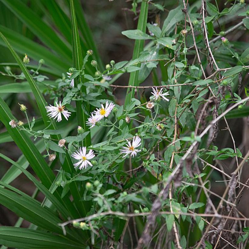 Aster carolinianus - Carolina Kletter-Aster (Hafen)