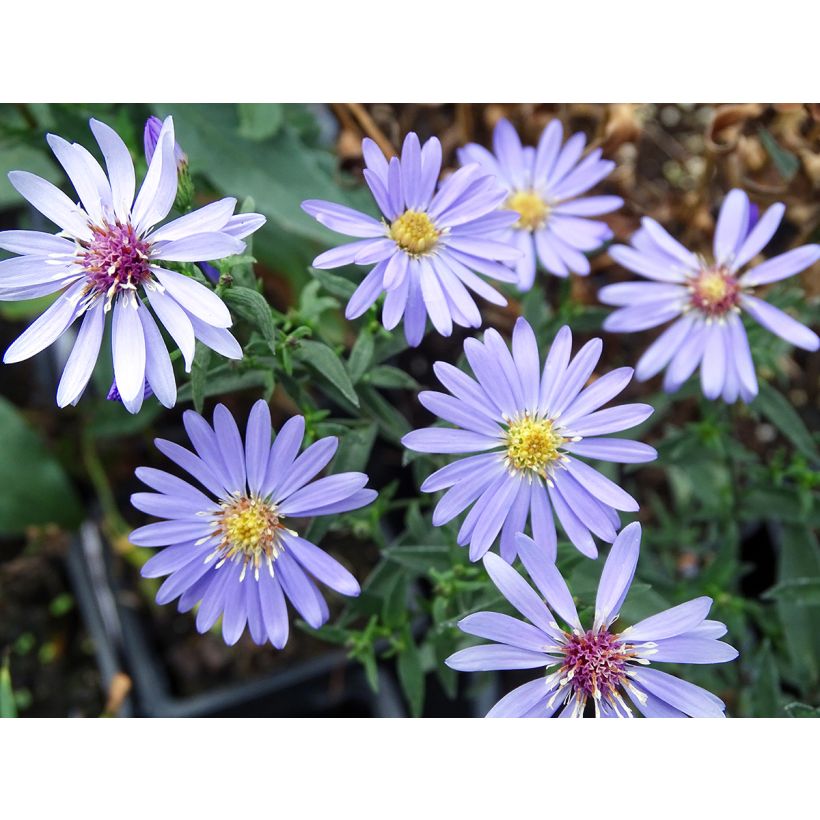 Aster cordifolius Little Carlow - Schleieraster (Blüte)