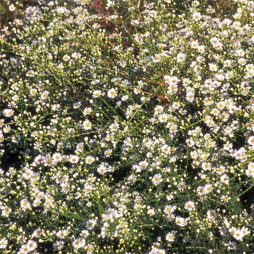 Aster datschii (Blüte)