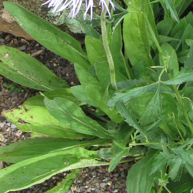 Aster diplostephioides - Flieder-Strahlenaster (Laub)