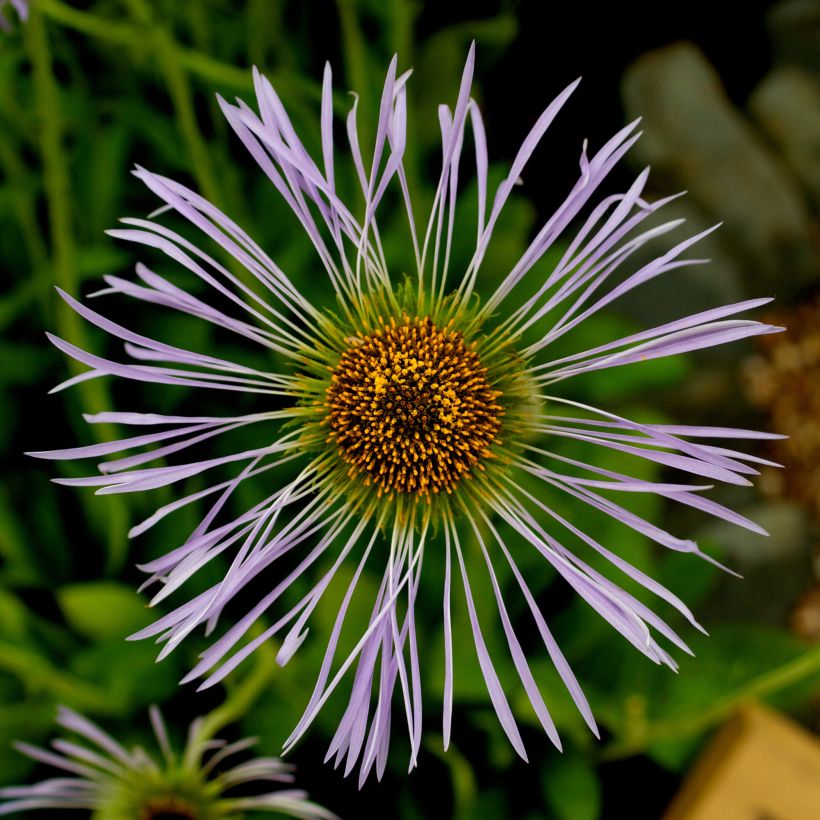 Aster diplostephioides - Flieder-Strahlenaster (Blüte)