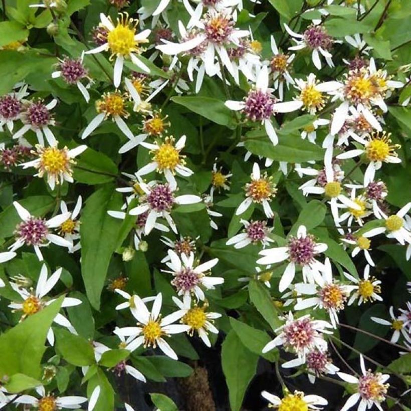 Aster divaricatus Tradescant - Weiße Wald-Aster (Laub)