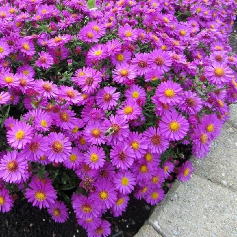 Aster dumosus Anneke - Kissen-Aster (Hafen)