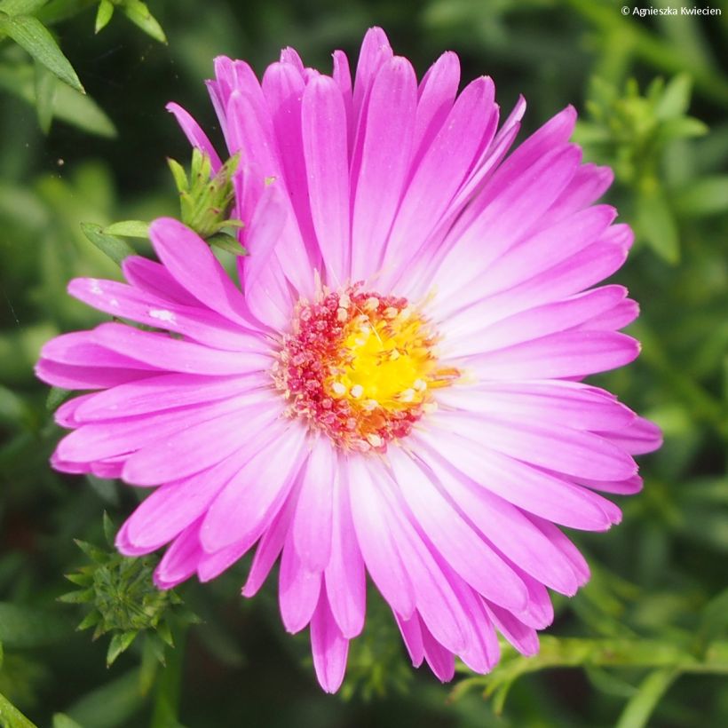 Aster dumosus Heinz-Richard - Kissen-Aster (Blüte)