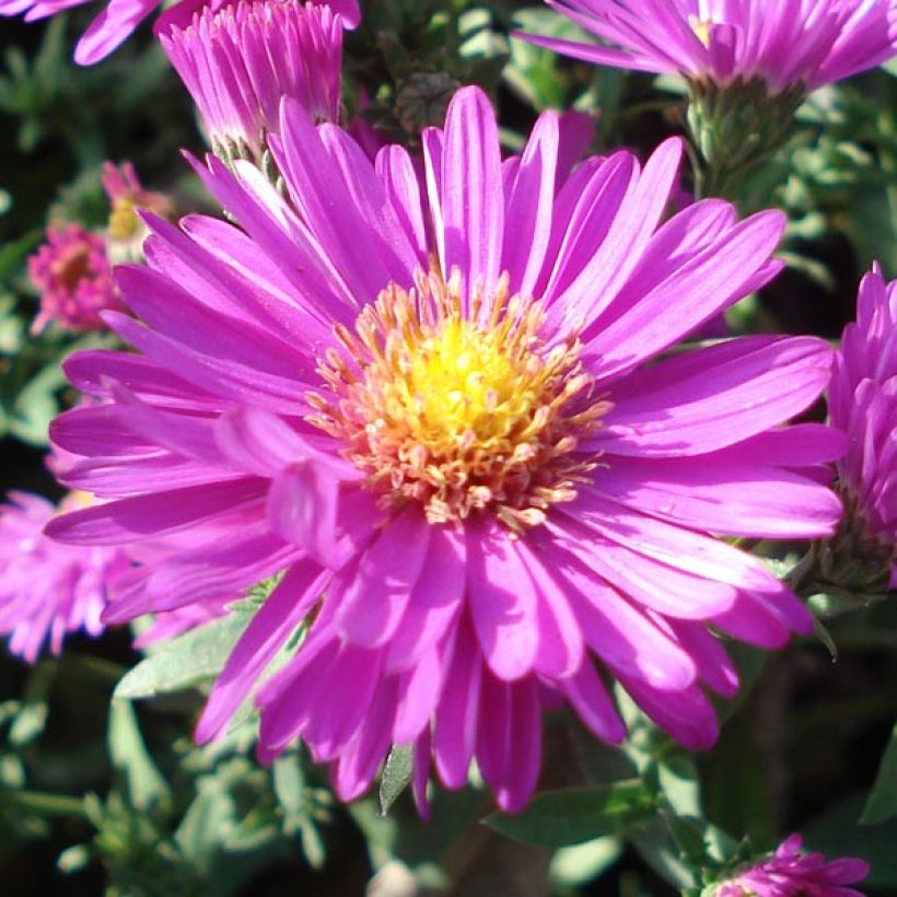 Aster dumosus Jenny - Kissen-Aster (Blüte)