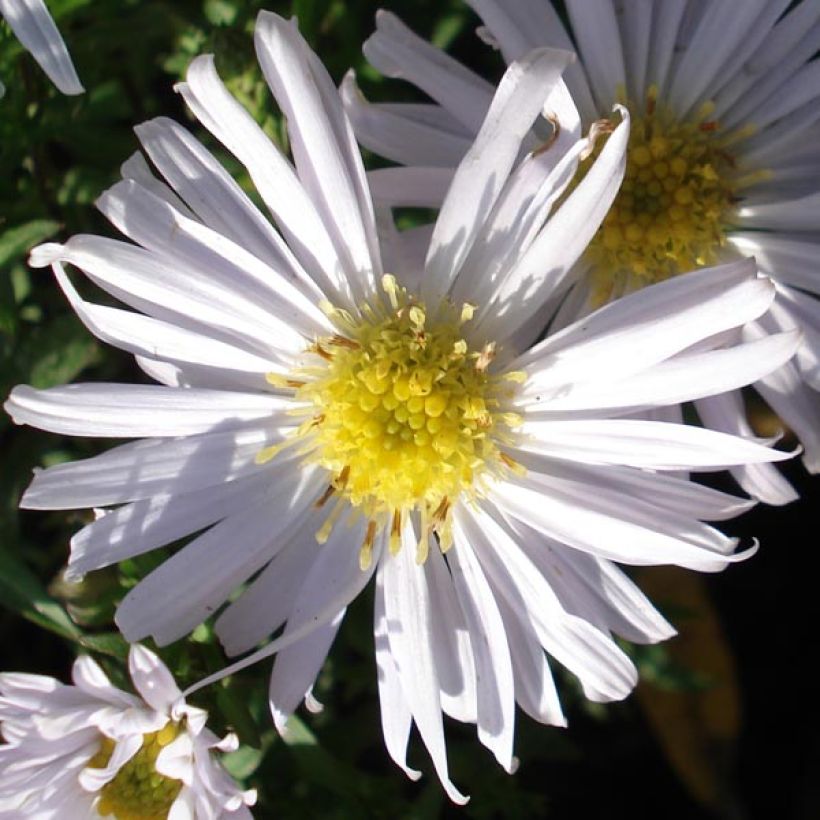 Aster dumosus Kristina - Kissen-Aster (Blüte)