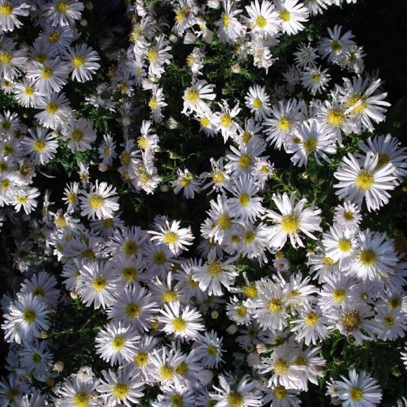 Aster dumosus Kristina - Kissen-Aster (Hafen)