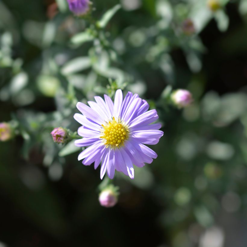 Aster dumosus Professeur Anton Kippenberg - Kissen-Aster (Blüte)