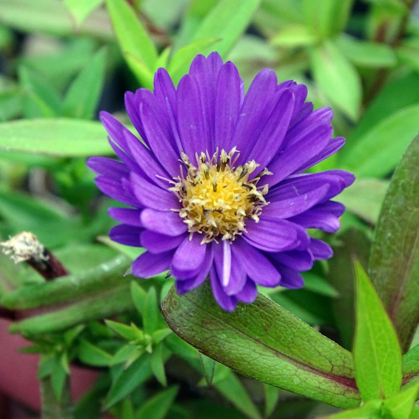 Aster dumosus Samoa - Kissen-Aster (Blüte)