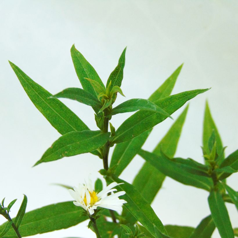 Aster dumosus Schneekissen - Kissen-Aster (Laub)