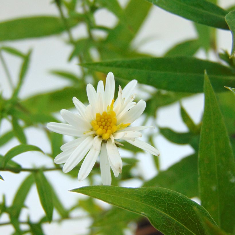 Aster dumosus Schneekissen - Kissen-Aster (Blüte)