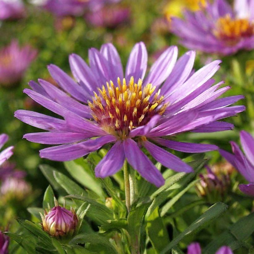 Aster novi-belgii Wood's Purple - Glattblatt-Aster (Blüte)