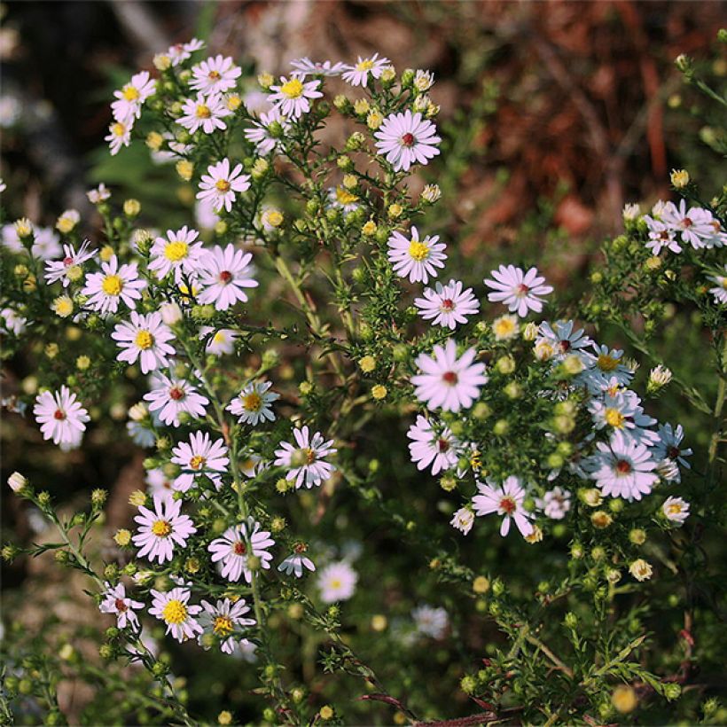 Aster ericoïdes Pink Cloud - Myrten Aster (Blüte)