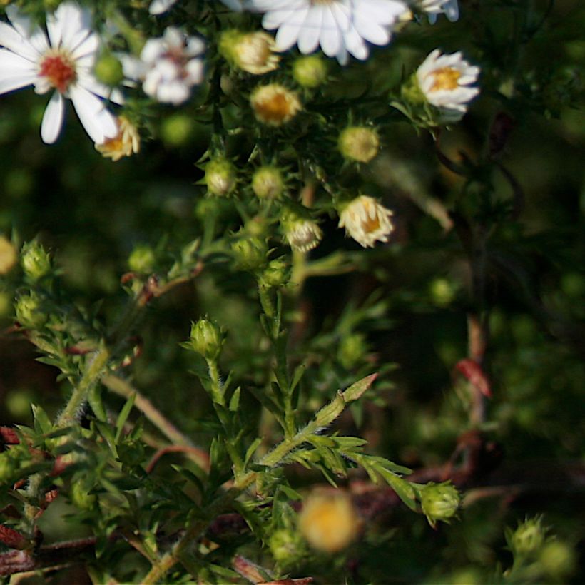 Aster ericoïdes - Myrten Aster (Laub)