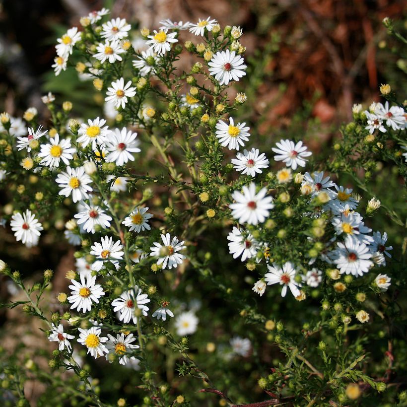 Aster ericoïdes - Myrten Aster (Hafen)