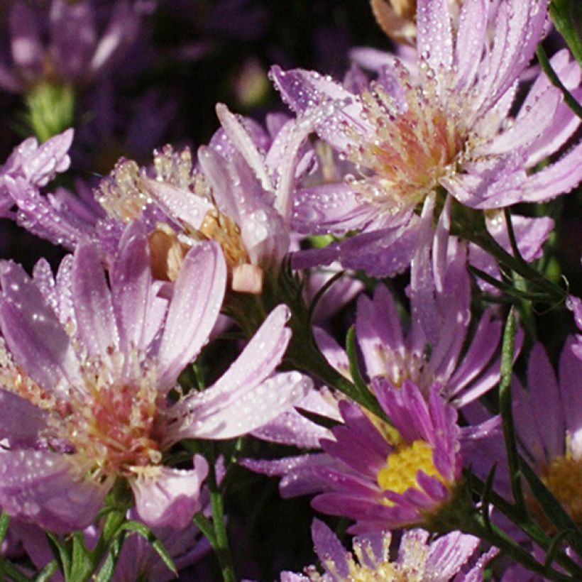 Aster ericoides Blue Wonder - Myrten Aster (Blüte)