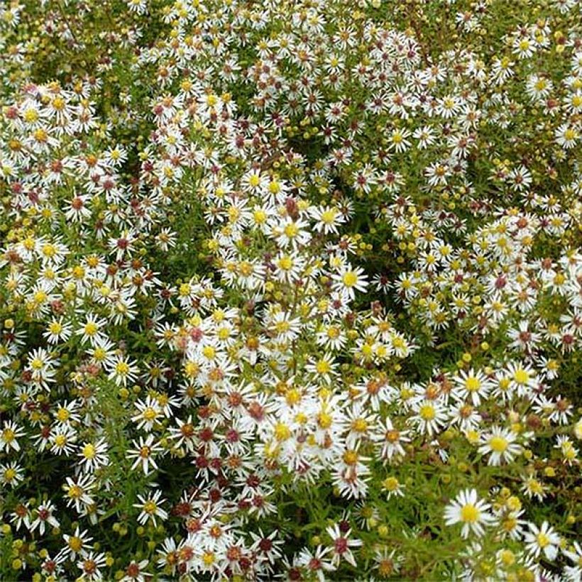 Aster ericoïdes Golden Spray - Myrten Aster (Blüte)