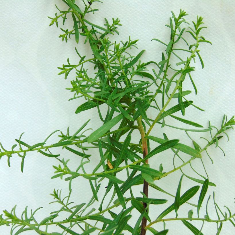 Aster ericoïdes f. prostratus Snow Flurry - Myrten Aster (Laub)