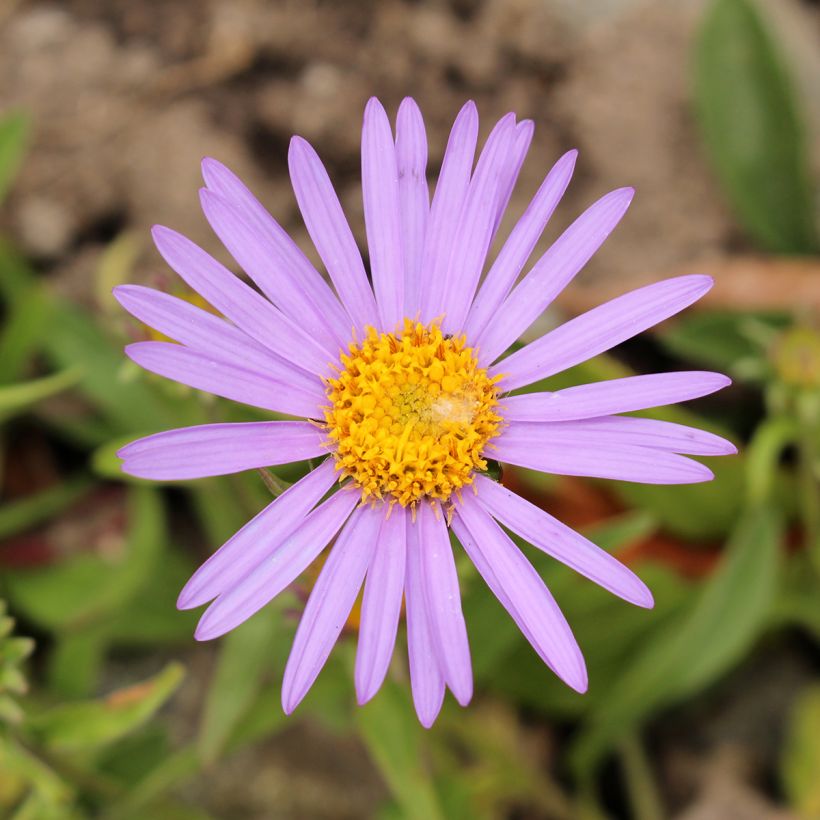 Aster farreri (Blüte)