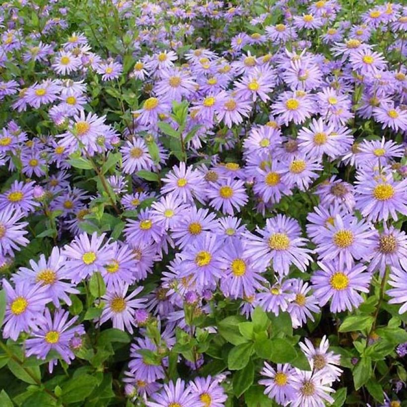 Aster frikartii Jungfrau - Sommer-Aster (Laub)