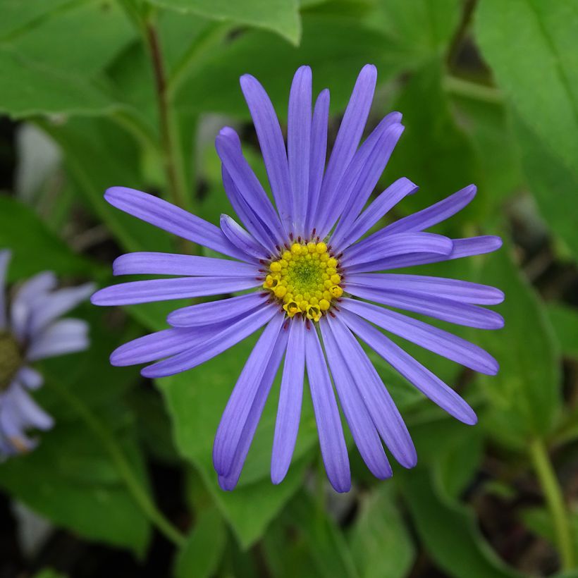 Aster frikartii Wunder von Stäfa - Sommer-Aster (Blüte)