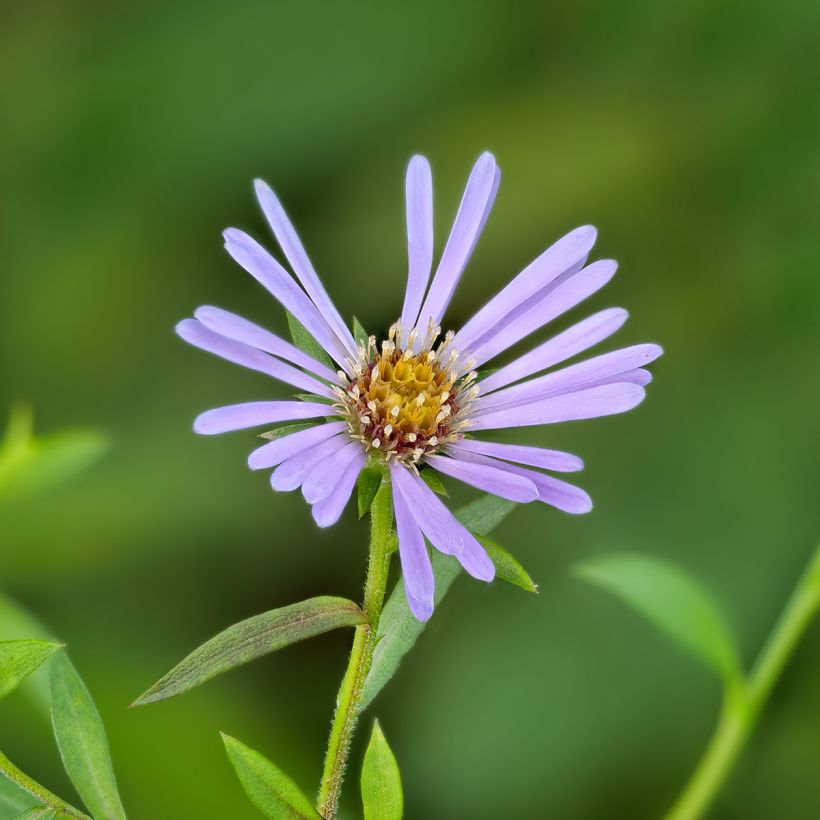 Aster laevis - Glatte Aster (Blüte)