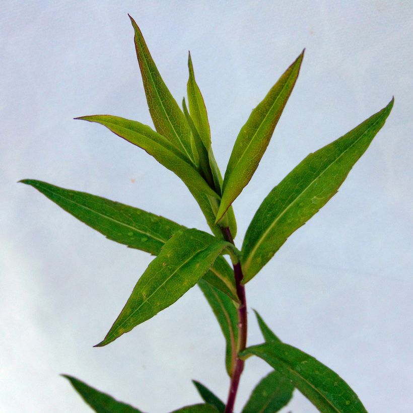 Aster lateriflorus Chloe - Herbstaster (Laub)