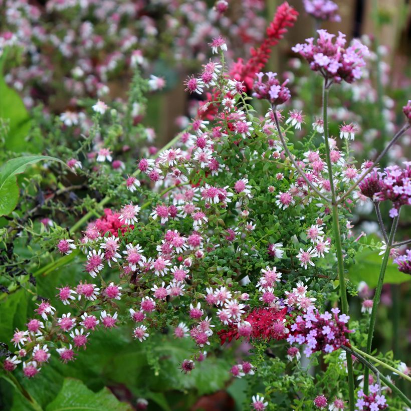 Aster lateriflorus Horizontalis - Herbstaster (Hafen)