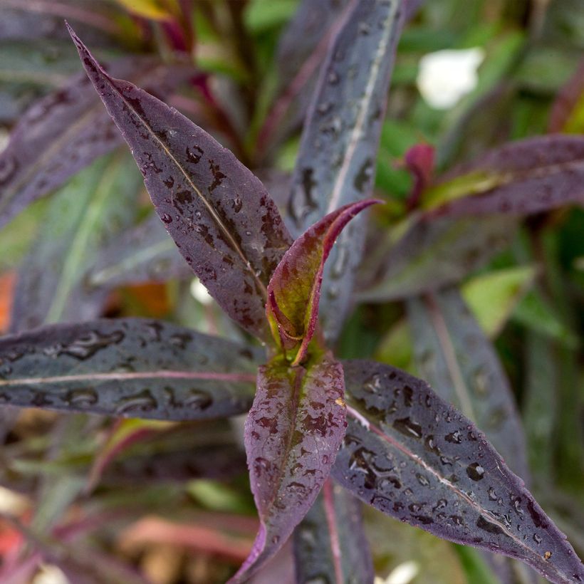 Aster lateriflorus Lady In Black - Herbstaster (Laub)