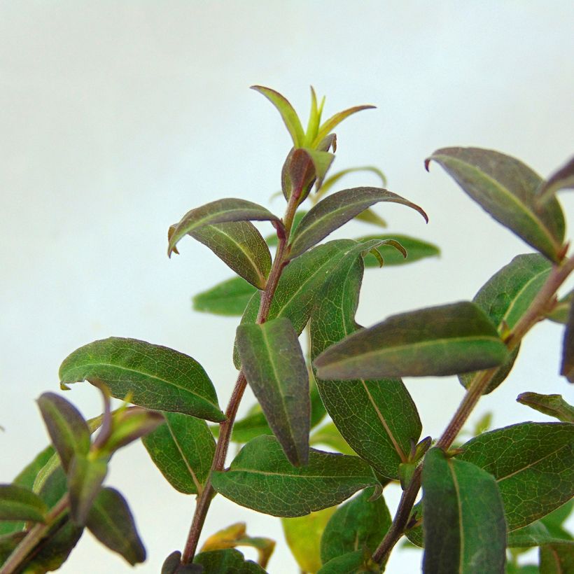 Aster lateriflorus Prince - Herbstaster (Laub)