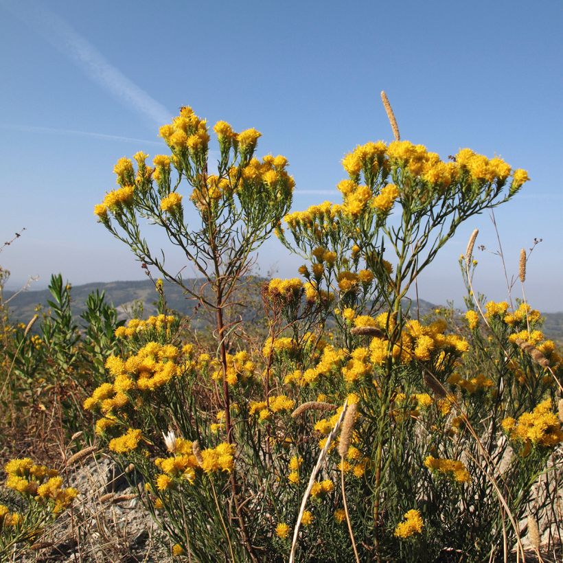 Aster linosyris - Goldhaar-Aster (Hafen)